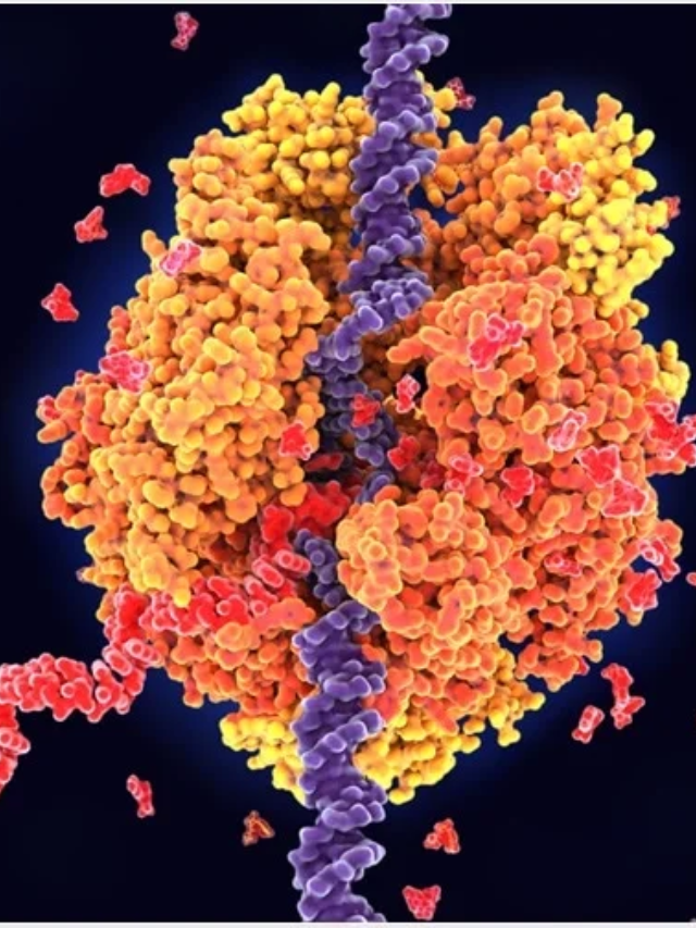 The RNA world hypothesis suggests RNA was an early molecule of life.