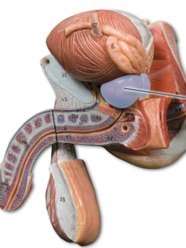 Menopause affects everyone with functioning ovaries, marking the end of reproductive life.
