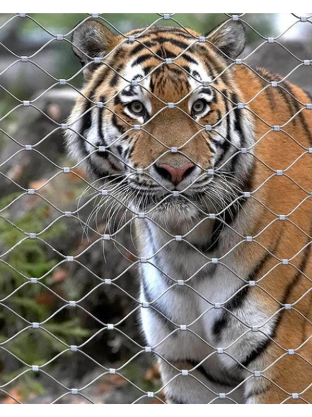  Protecting Our Animal Allies
