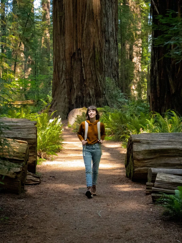 The Enduring Legacy: A Journey Beyond the Redwoods
