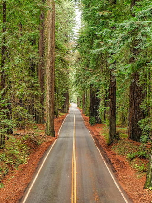  Unveiling the Redwood Realm: Northern California's Enchanting Forests
