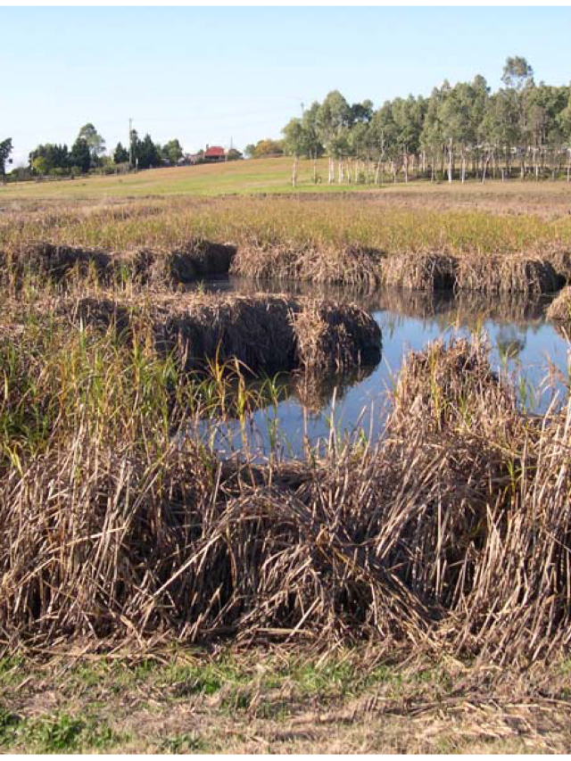  Nature-Based Solutions Offer a Sustainable Alternative
