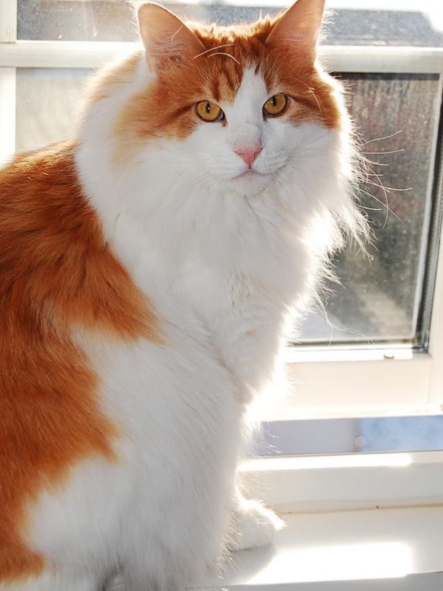 Breeds Galore: A Celebration of Cat Diversity
