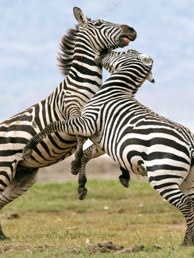  Introducing the Animal Factor
