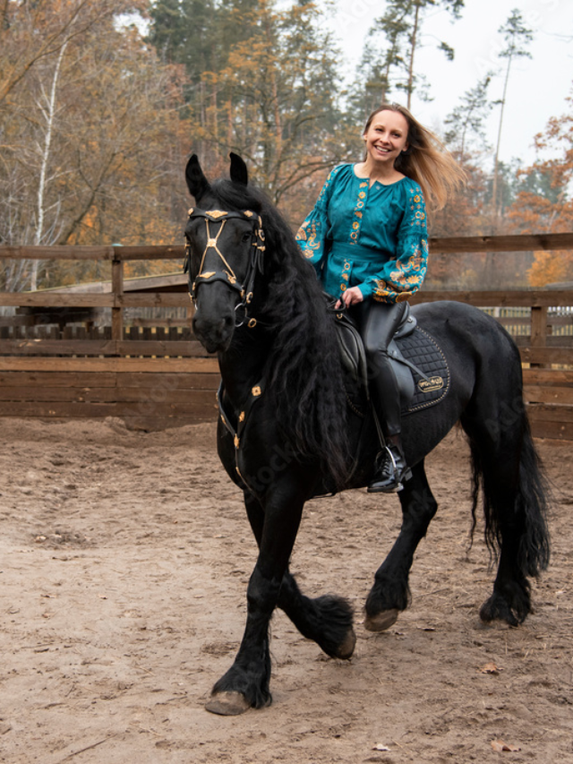 The Friesian - Majesty in Black

