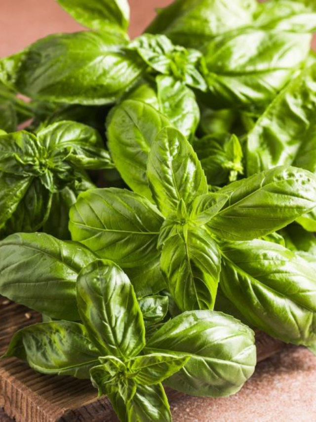 The CDC advises throwing away any Infinite Herbs organic basil purchased from Trader Joe's, regardless of purchase date.
