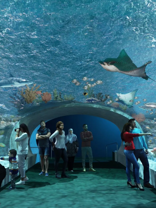 Shedd Aquarium - Dive into an Aquatic Wonderland in Chicago