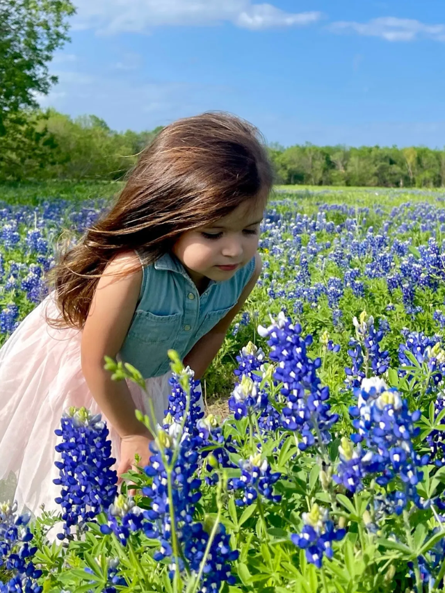 Bluebonnet
