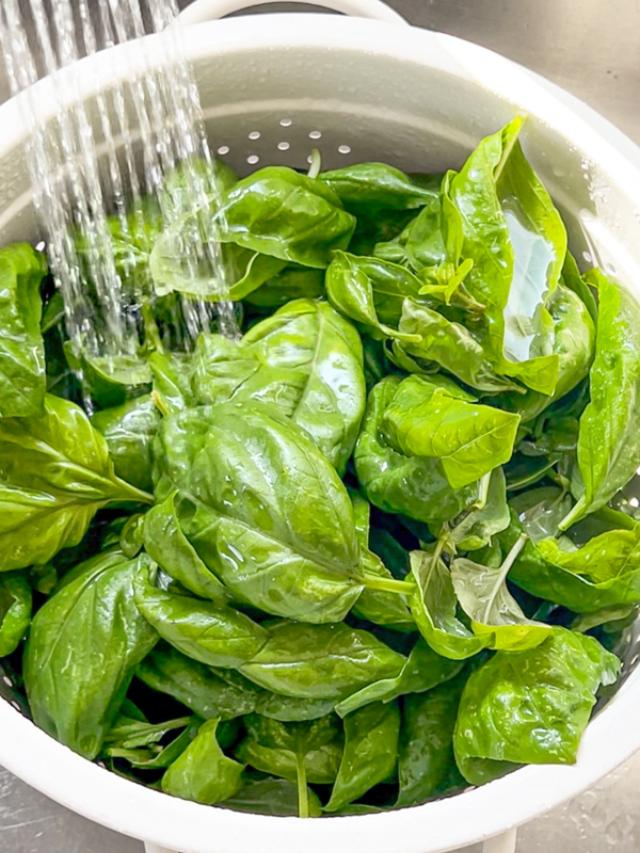In addition to discarding the basil, wash and sanitize any surfaces or containers that may have come into contact with the contaminated herbs.