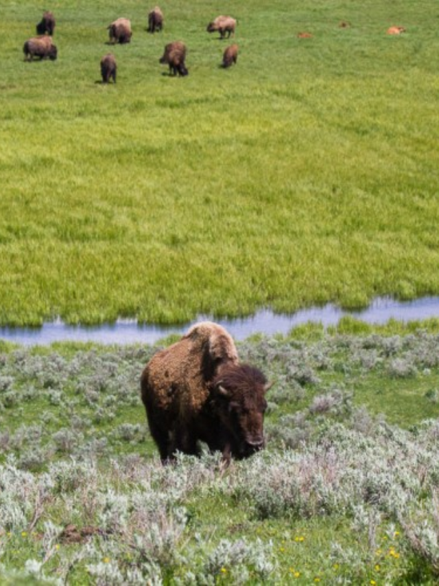 Keep your eyes peeled for Wyoming's incredible wildlife. Spot majestic bison roaming the plains, elk bugling during mating season, and even glimpse a grizzly bear in Yellowstone.