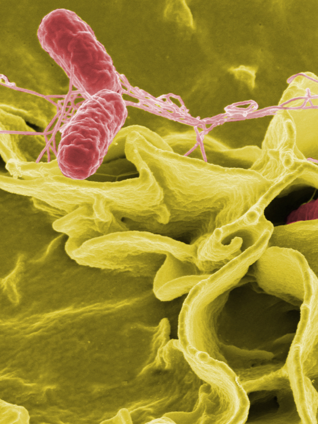 Briefly explain Salmonella bacteria, including symptoms of Salmonella infection (diarrhea, fever, vomiting) and high-risk groups 