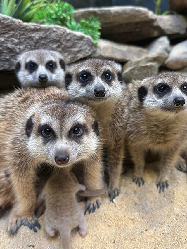 National Zoo - See Animals Up Close in our Nation's Capital