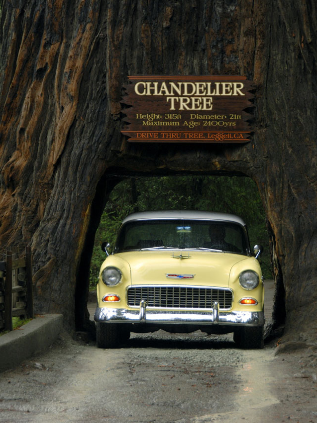 Redwood Canopy Secrets: A Glimpse from Above

