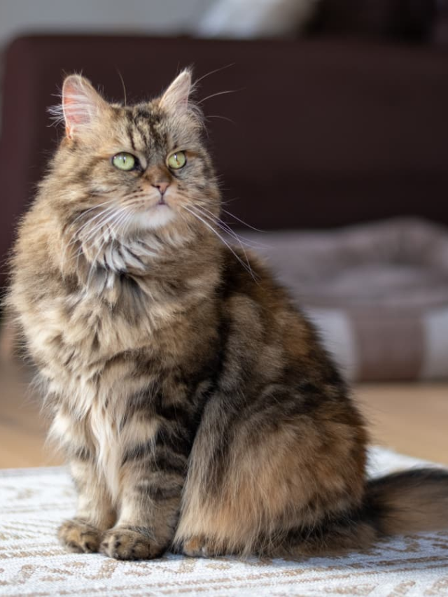  Clawing for Good: Cat Welfare Organizations in the USA
