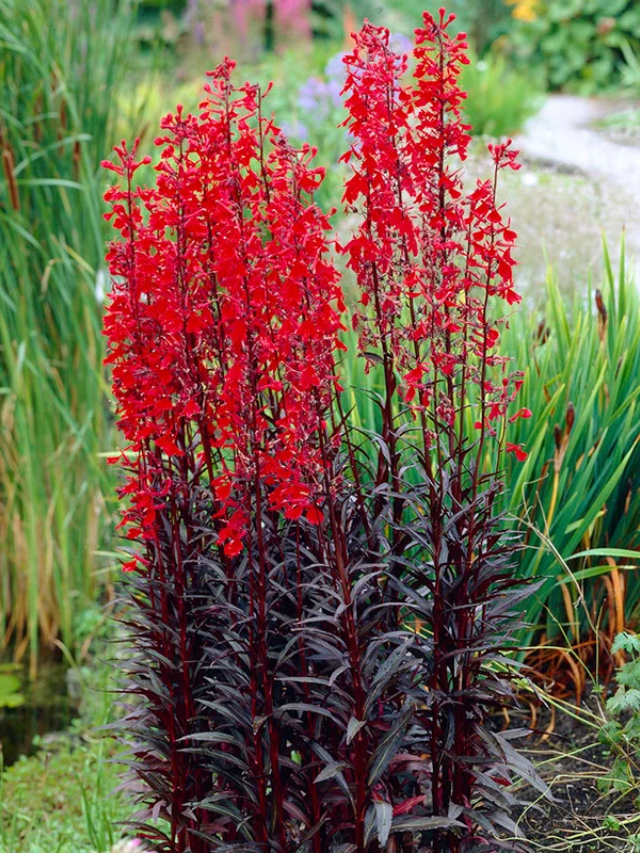 Cardinal Flower
