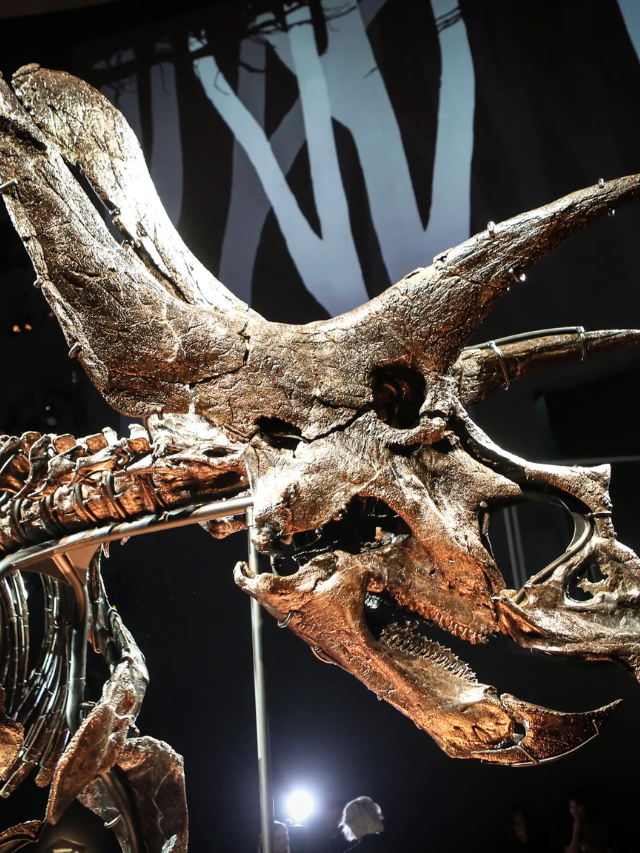 The Power of the Fossil Record