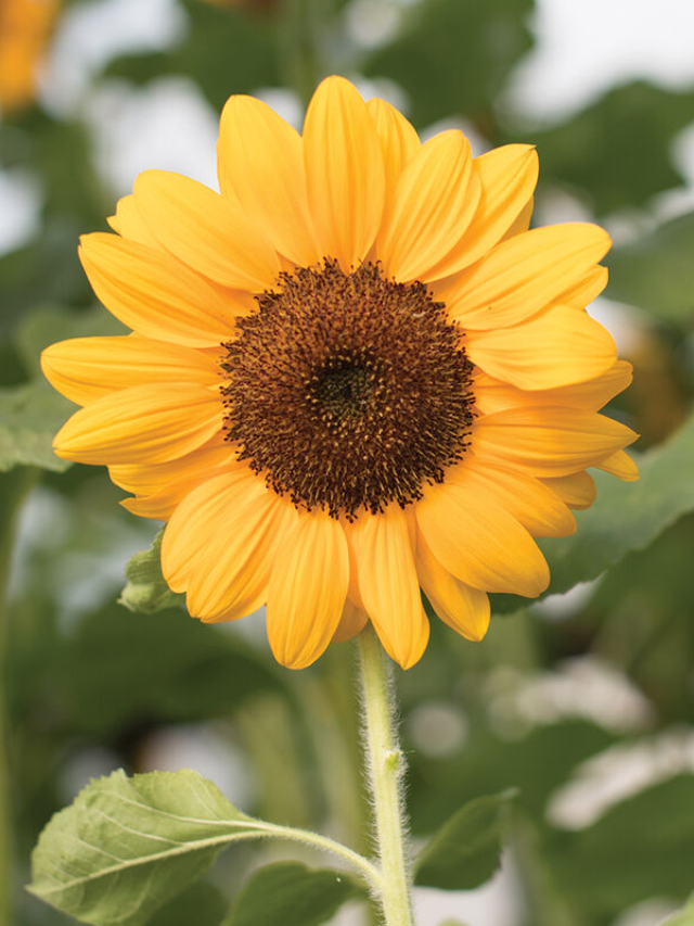 Sunflower
