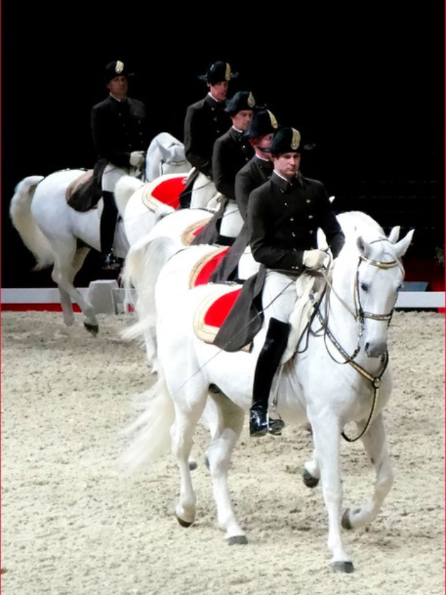  The Lipizzaner - The Stallions of Vienna
