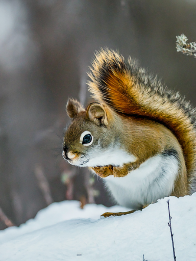 Life in the Yukon is tough for young red squirrels
