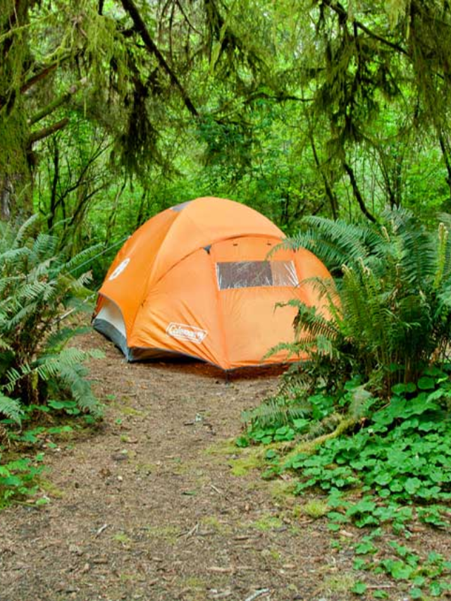  Starry Nights Beneath the Redwoods: Unforgettable Camping Experiences
