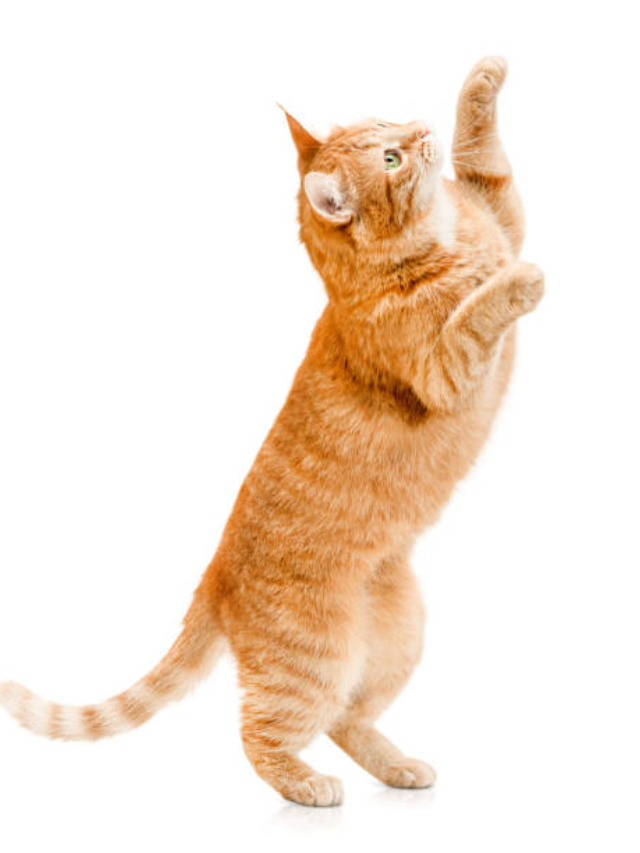 Cattitude on the Internet: The Rise of Online Cat Communities
