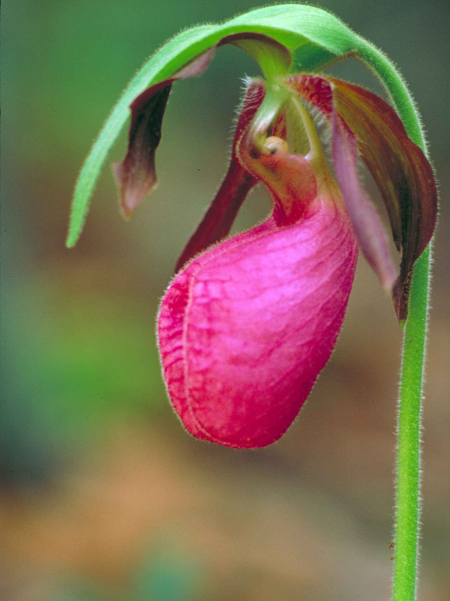 Pink Lady's Slipper
