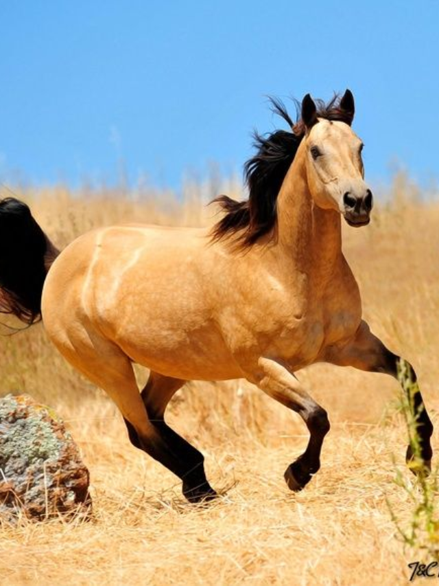 The Mustang - Spirit of the Wild
