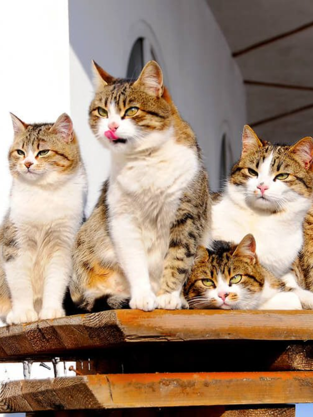 Celebrating National Cat Day: A Day of Feline Fun
