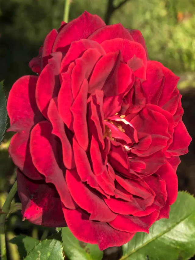 Wild Rose
