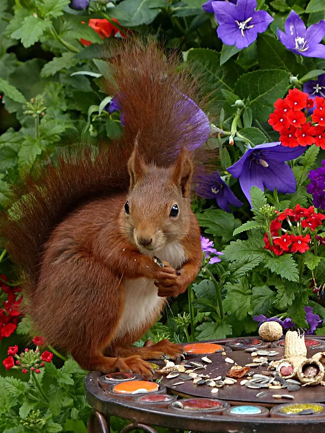 Resilience and Squirrels
