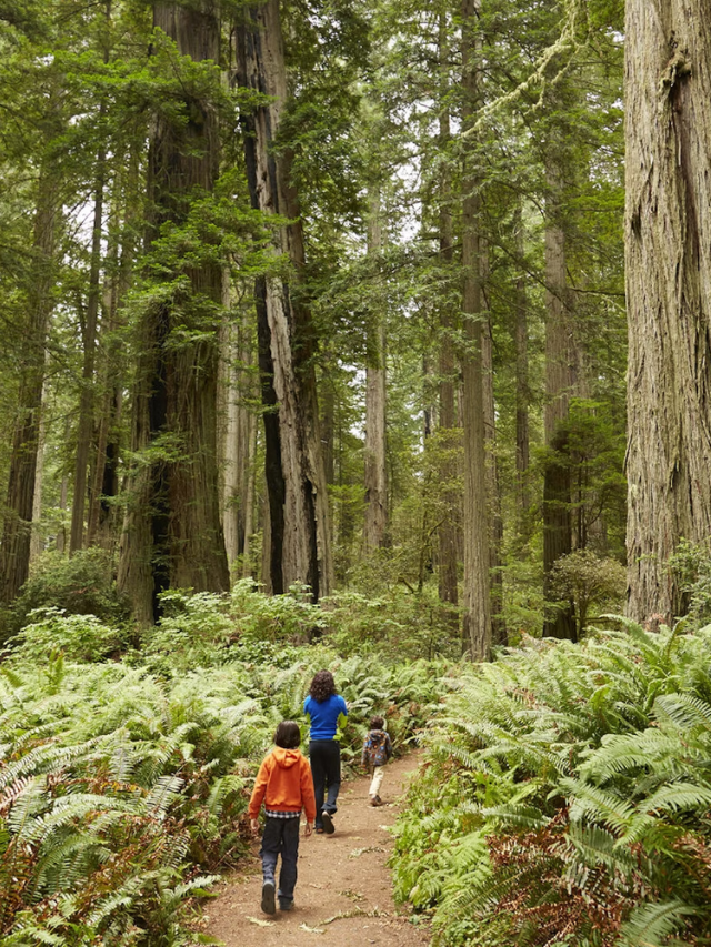 Respecting the Redwoods: Responsible Tourism Practices
