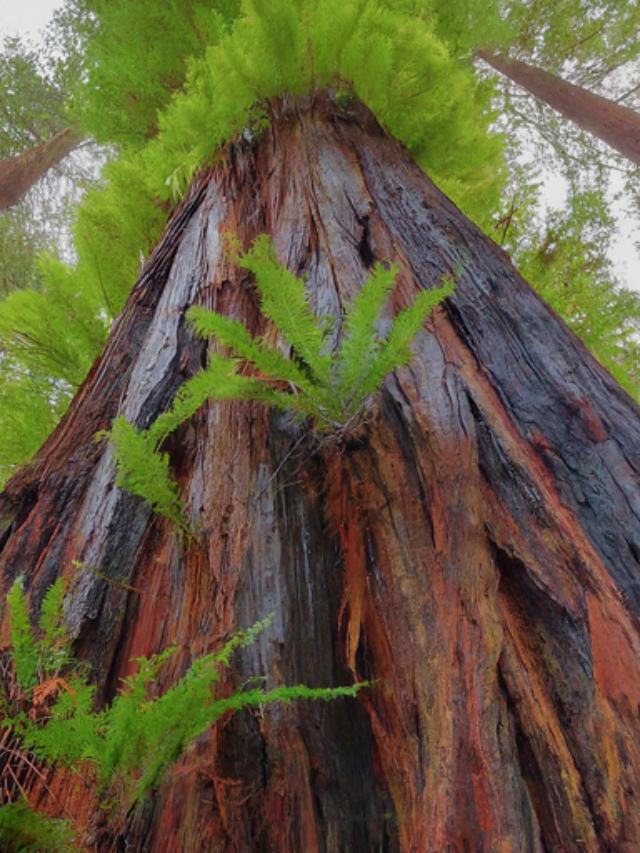 Redwood National and State Parks