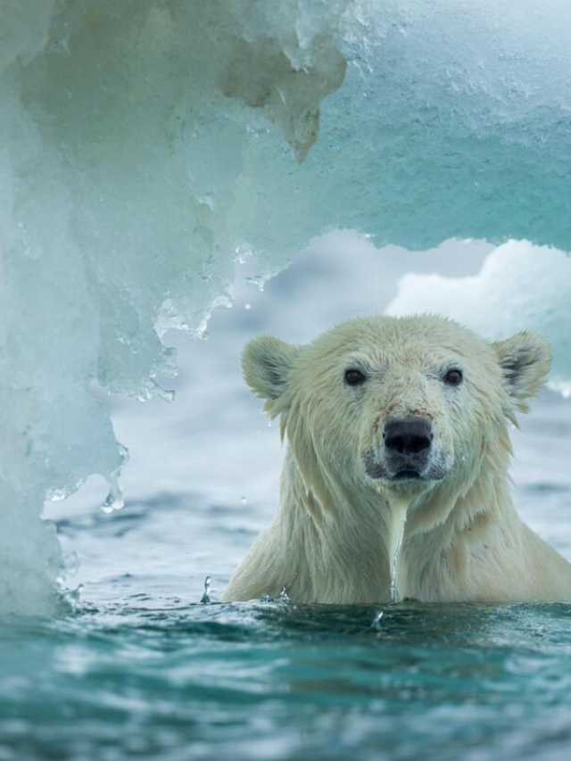 Timelapse footage of Arctic sea ice melting
