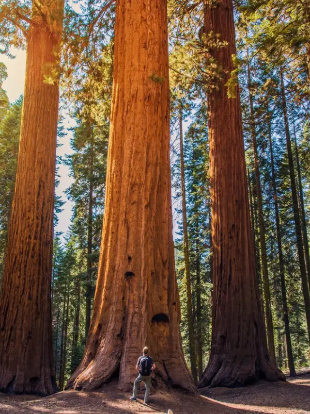  Respecting the Redwoods: A Shared Responsibility