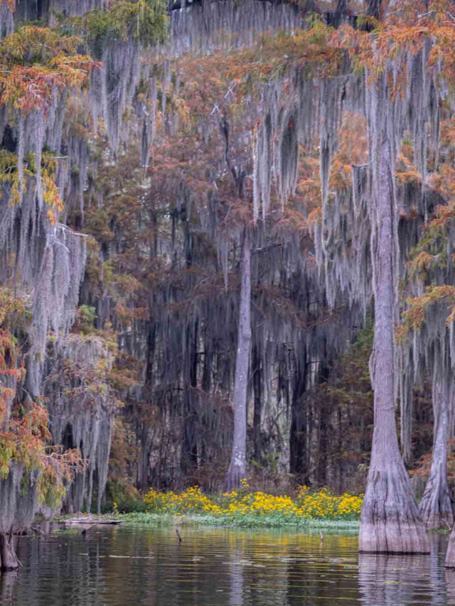 The Enduring Allure of the Bayou
