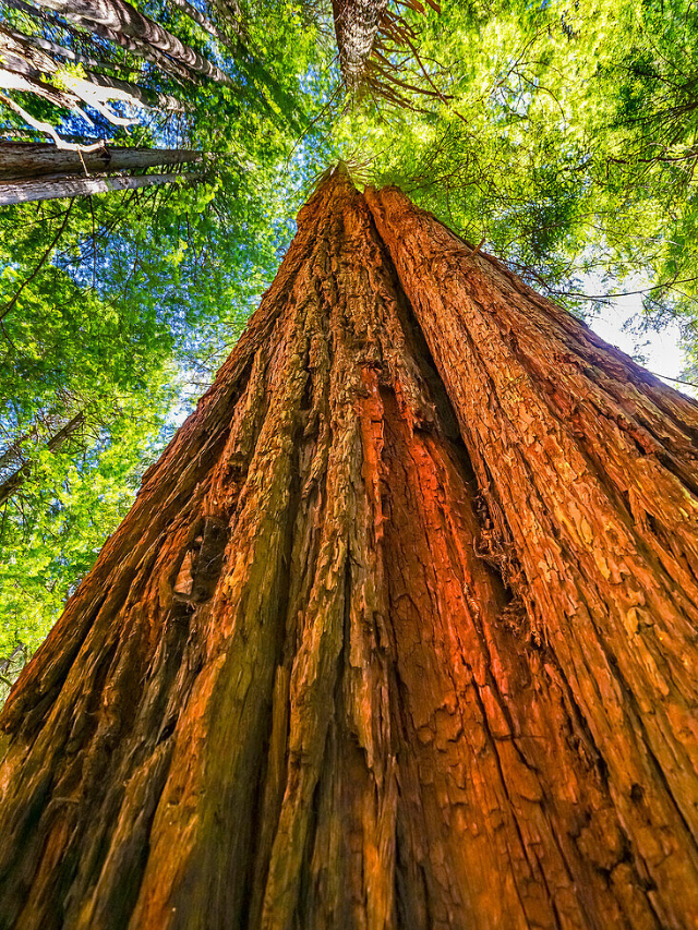 These magnificent redwoods are a precious natural treasure. Help preserve their beauty for generations to come. Stay on designated trails, minimize your impact, and leave no trace behind.
