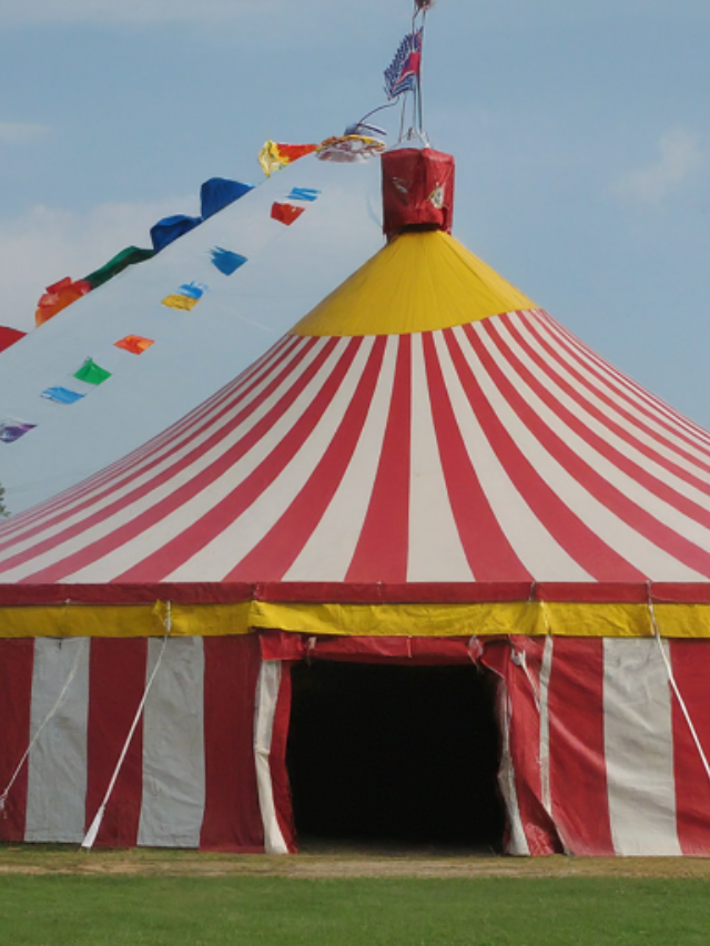 Journey through the captivating legacy of the circus at the Ringling Museum's Circus Sarasota. Witness awe-inspiring feats of acrobatics, daring aerial performances, and a glimpse into the vibrant history of this beloved entertainment form.
