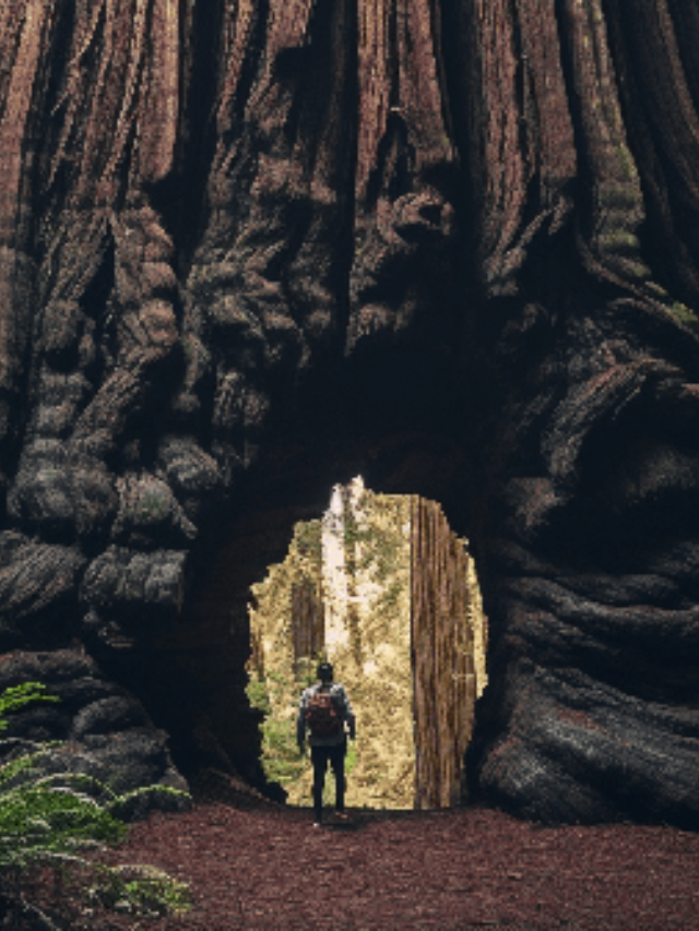 Imagine standing next to a living giant that has witnessed centuries pass. Coast Redwoods can soar to unimaginable heights, exceeding 300 feet and reaching ages of over 2,000 years. Their sheer size is humbling, a testament to the enduring power of nature.