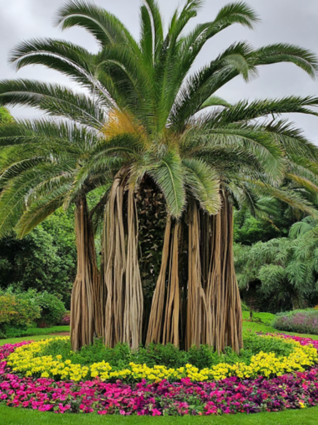 Escape to the tranquil oasis of the Marie Selby Botanical Gardens. Wander through vibrant blooms, explore the enchanting banyan grove, and lose yourself in the serenity of Florida's native ecosystems.
