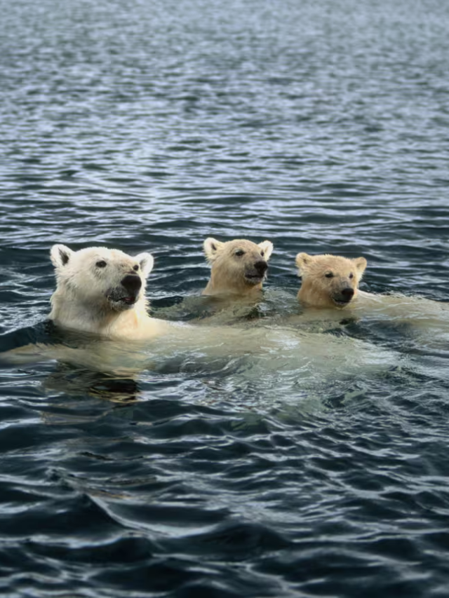  A polar bear swimming through the Arctic Ocean
