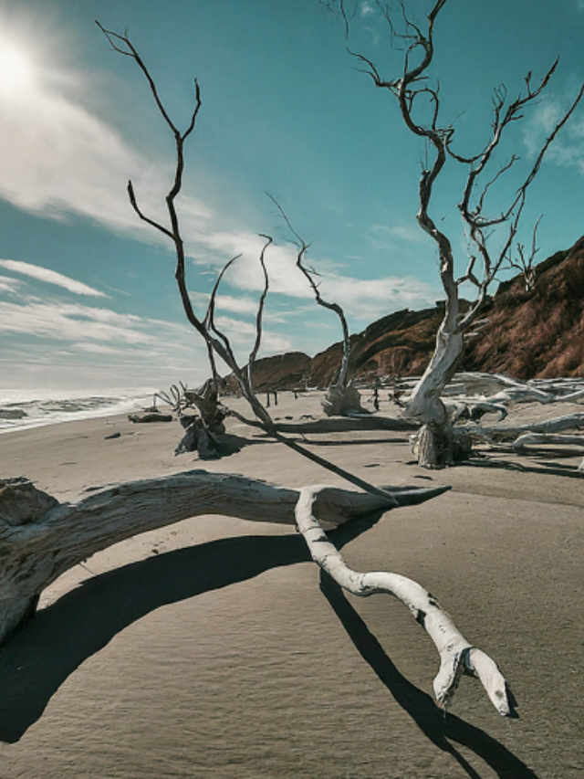 Be Dazzled by Driftwood Beach