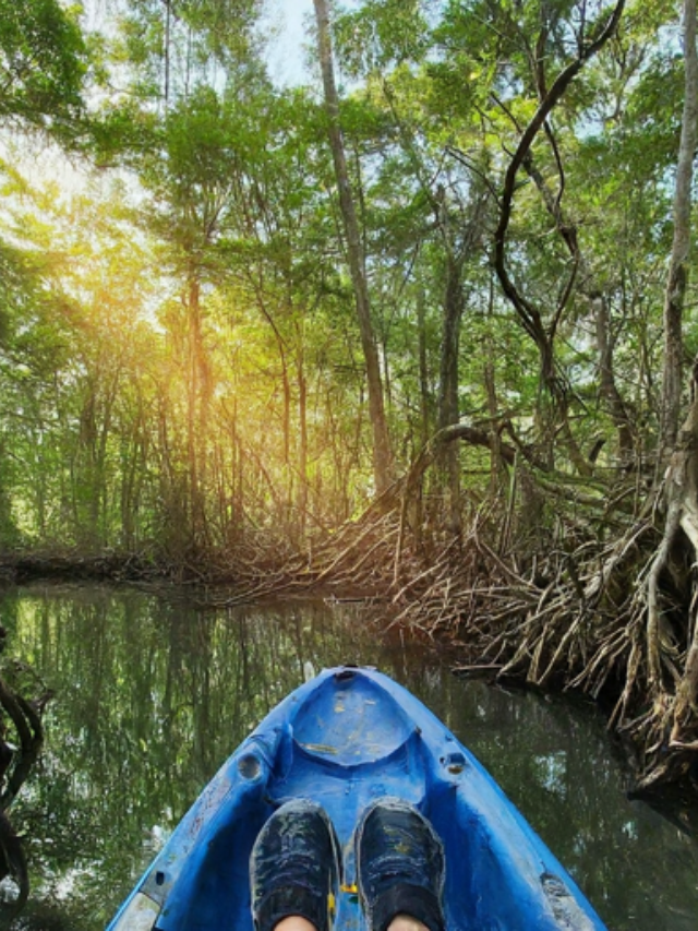 Embark on a kayaking adventure through the Lido Key Mangroves. Navigate the tranquil waterways, observe a variety of birdlife, and discover a hidden world teeming with natural wonders.