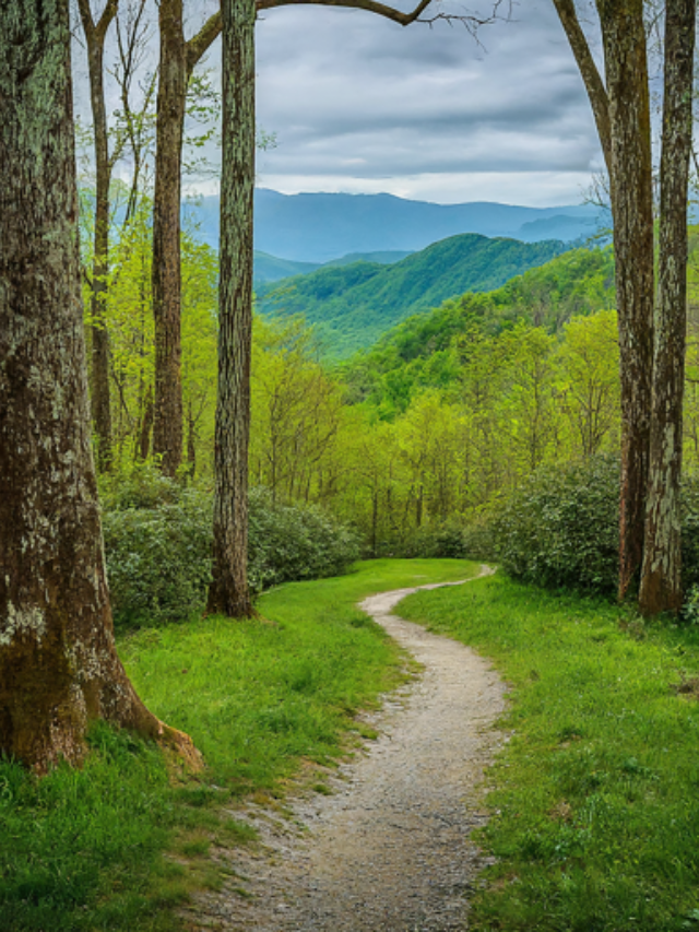 From gentle family-friendly paths to challenging treks, the Smokies cater to all experience levels. Hike to panoramic overlooks, discover hidden waterfalls, or simply immerse yourself in the fresh mountain air.