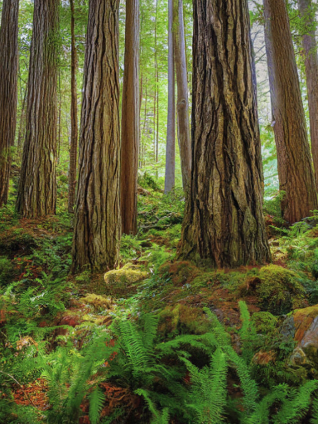 Emerald Forests: A Nature Lover's Sanctuary
