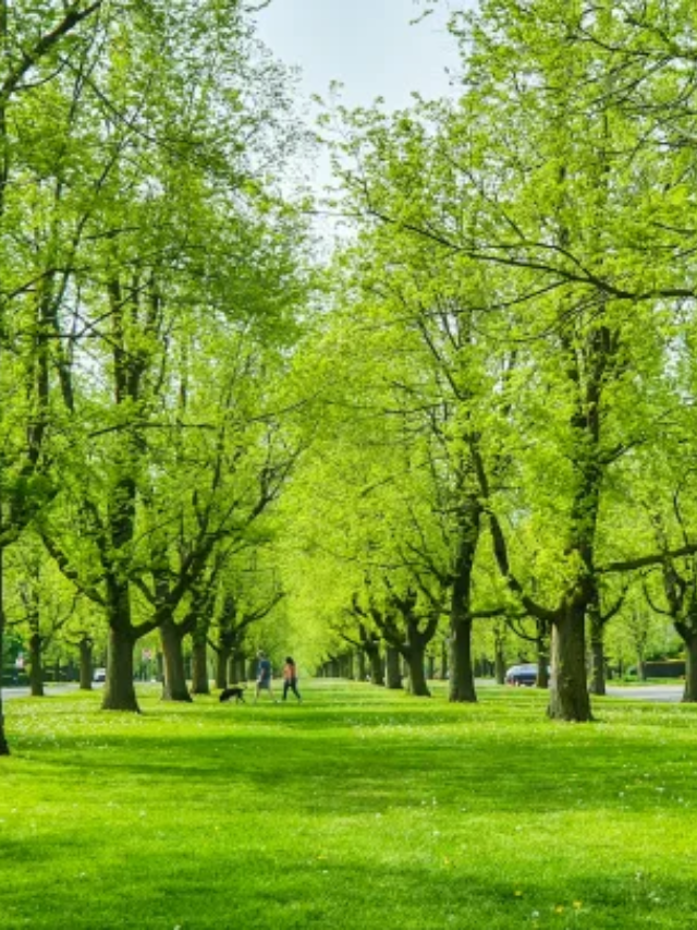  A Hidden Oasis: The Buffalo Olmsted Parks System