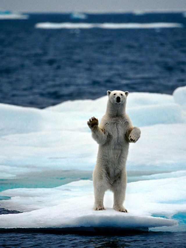  Inuit people hunting alongside polar bears (historical image)
