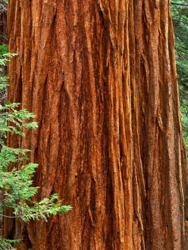  A Thriving Ecosystem: A Tapestry of Life Beneath the Redwoods
