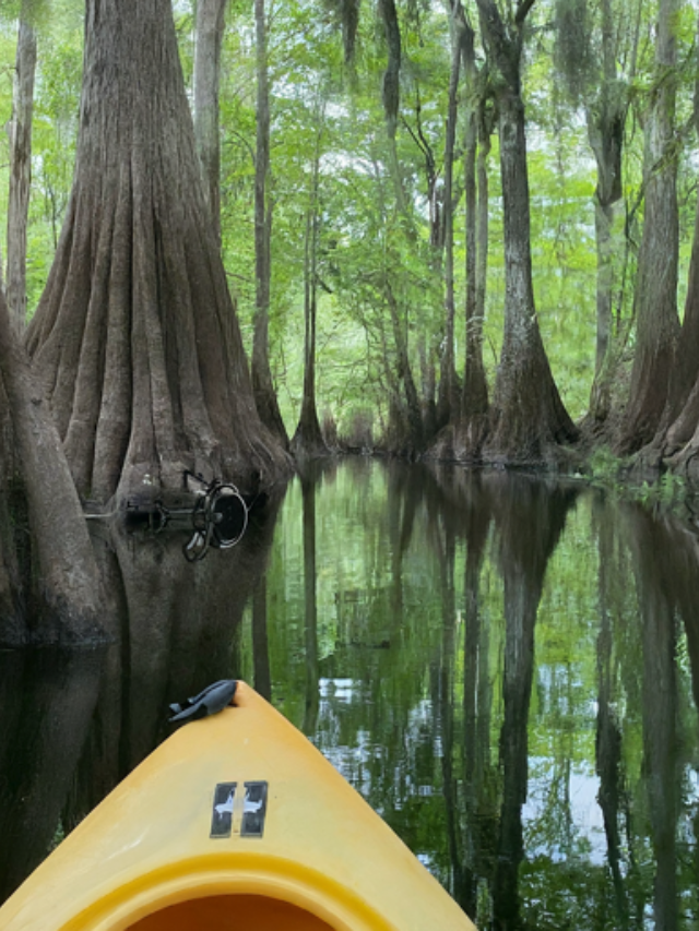 Kayak through the ACE Basin