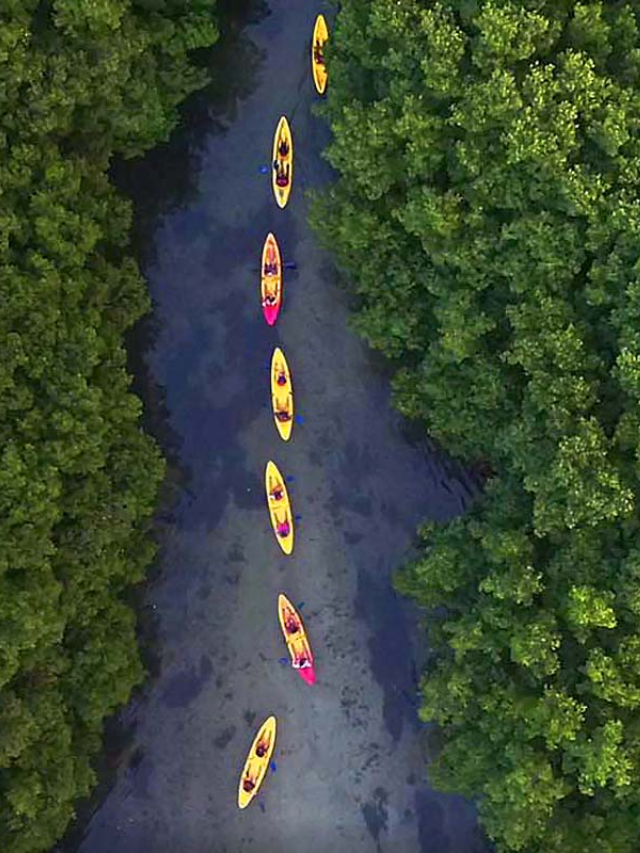  Kayakers paddling through a bioluminescent bay at night, illuminating the water with their paddles.
