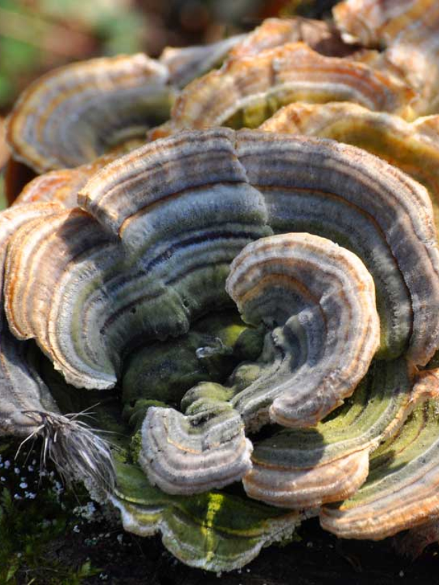 Top Functional Mushroom: Turkey Tail
